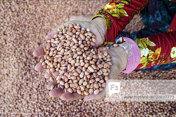 Peanut production factory  workers sorting peanuts by size and quality  Tan Chau  Vietnam