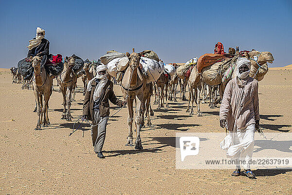 Camel caravan in the Tibesti Mountains  Chad
