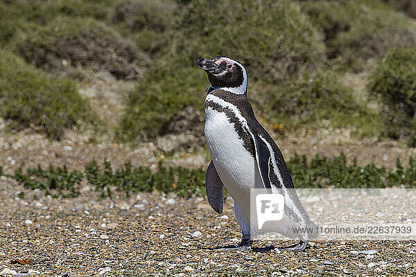 Magellanic penguin (Spheniscus magellanicus) at a breeding and molting site in Estancia San Lorenzo  Argentina
