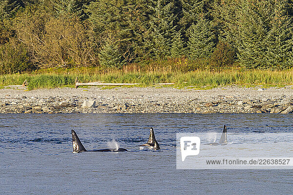 A small pod of killer whales (Orcinus orca) encountered in Glacier Bay National Park  Southeast Alaska  United States of America