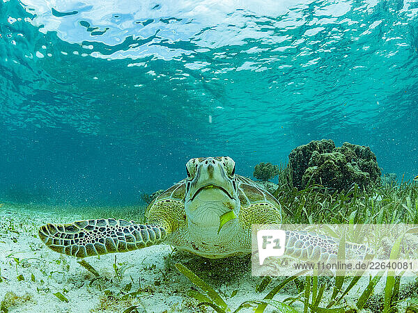 Green sea turtle (Chelonia mydas)  feeding on the sand near Caye Caulker  inside the Mesoamerican Barrier Reef  Belize