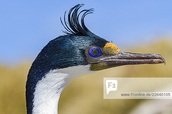 Adult Imperial Shag (Phalacrocorax (atriceps) atriceps) exhibiting intense breeding plumage  New Island  Falkland Islands
