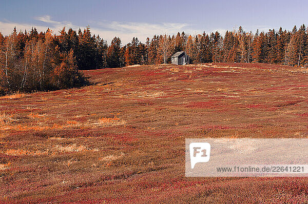 Blueberry Fields near Machias  Indian Summer  Maine  USA