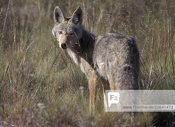 Cojote  Canis latrans  Rancho Las Hierbas  Central Oregon  Bend  Oregon  USA