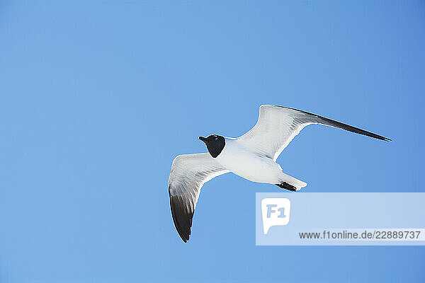Laughing Gull in flight against clear blue sky