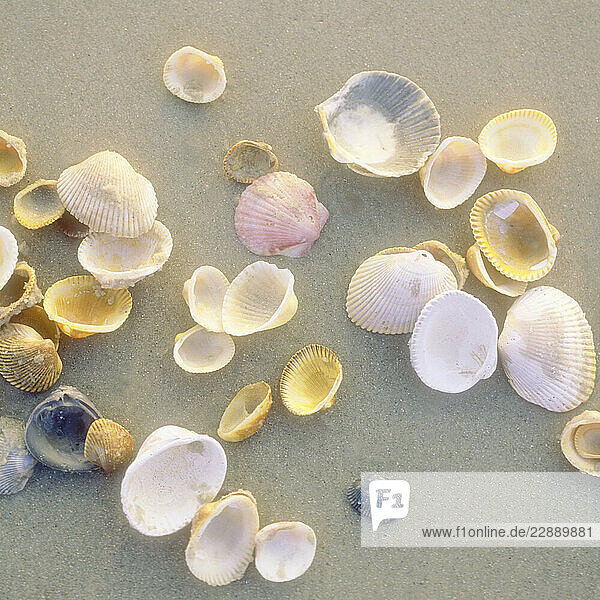 Overhead view of various sea shells on beach