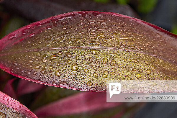 Raindrops on colorful tropical leaf