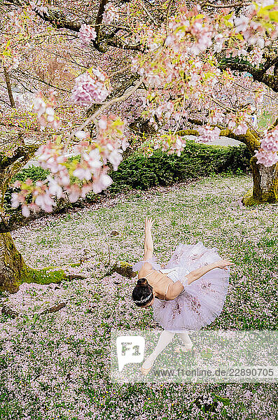 Ballerina dancing gracefully under a blossoming cherry blossom tree in a garden. WA  USA