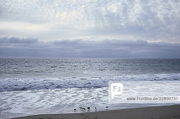 A serene ocean view with gentle waves and seagulls walking on a sandy beach under a cloudy sky. Los Angeles  USA