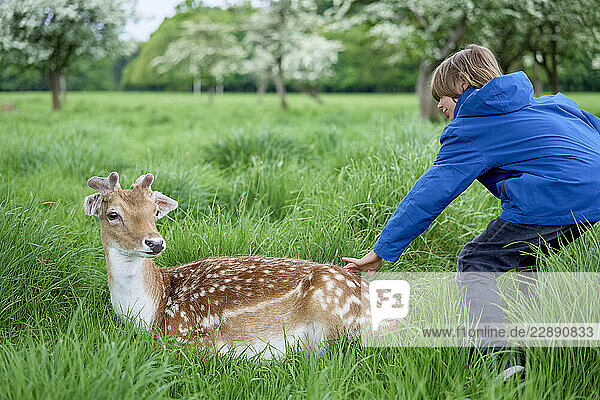 Child in blue jacket approaches resting deer in lush green field with blossoming trees. Ireland