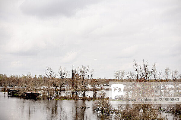 Leafless trees and calm waters under a cloudy sky in a serene  flooded landscape. Road Trip USA