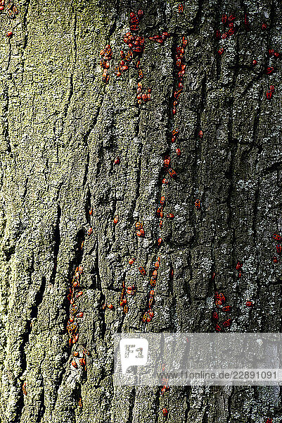 Tree bark covered with clusters of small bright red insects  larva of Coccinellidae or ladybirds  ladybugs in sunlight  Mecklenburg-Western Pomerania  Germany
