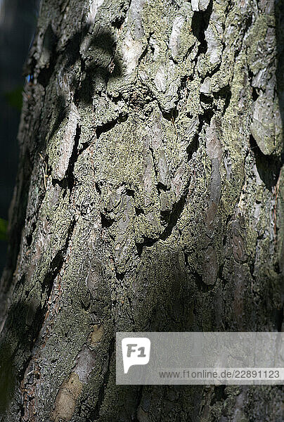 Sunlit tree bark with intricate texture and variations in color and shadow. Austria