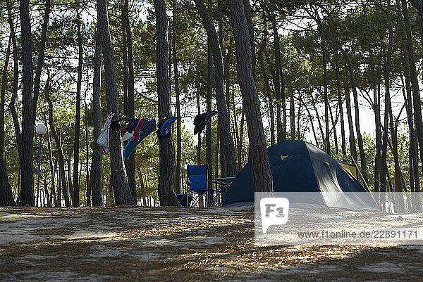 A camping tent amidst pine trees with laundry hanging on a line in a forest setting. Portugal