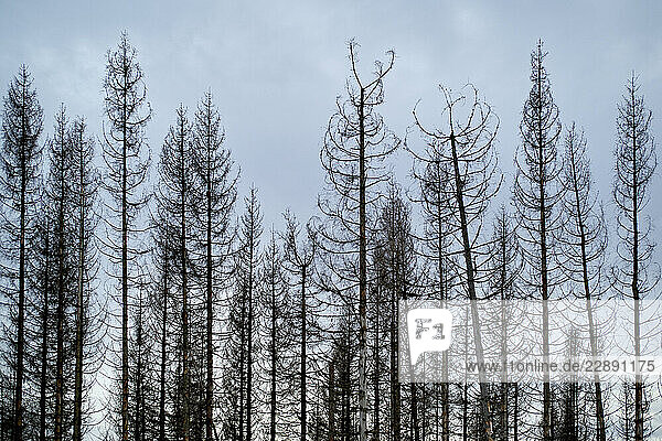 Tall  bare trees against a cloudy sky create an eerie  serene atmosphere. Germany