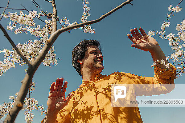 Man in yellow shirt enjoying springtime among flowering cherry branches
