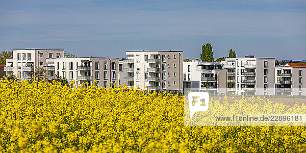 Modern apartment buildings in Fellbach  Germany  with a rape field in the foreground