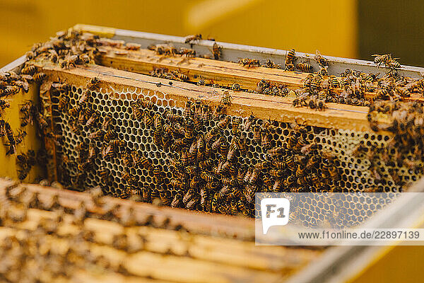 Close-up of a beehive with honeycombs and bees in an apiary during spring.