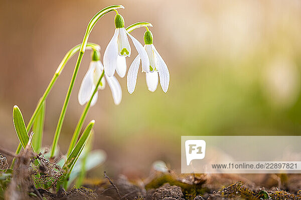 Macro shot of snowdrops in spring