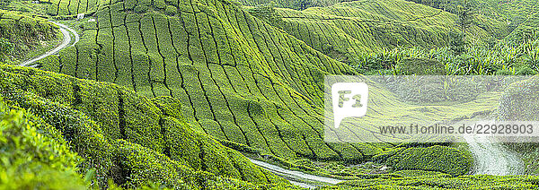 BOH Sungai Palas tea plantation  Cameron Highlands  Pahang  Malaysia