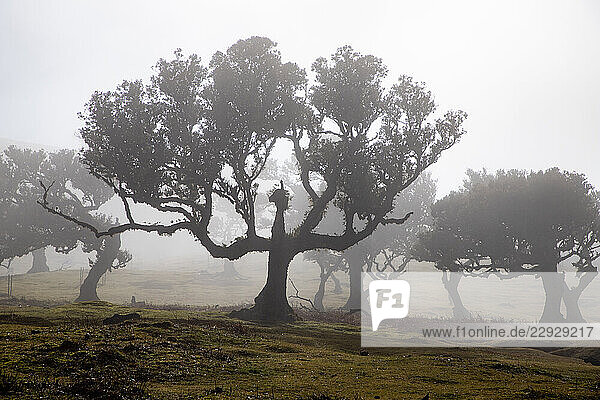 fanal laurel forest in madeira with majestic ancient trees