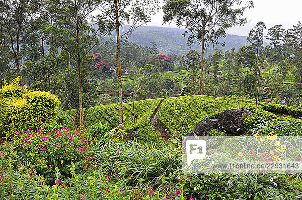 Tea plantation around the Castlereagh Lake near Hatton  Sri Lanka  Indian subcontinent  South Asia