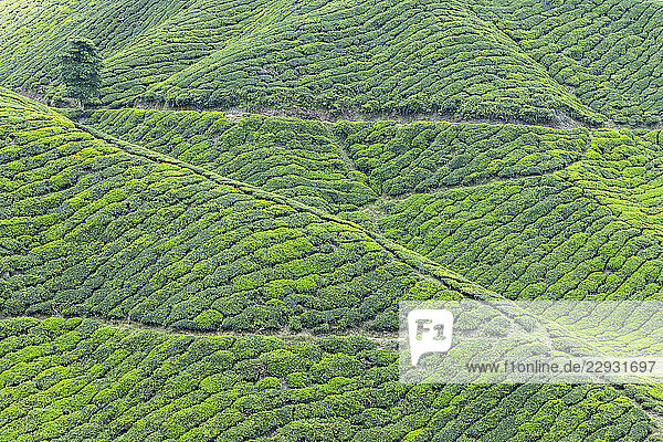 BOH Sungai Palas tea plantation  Cameron Highlands  Pahang  Malaysia