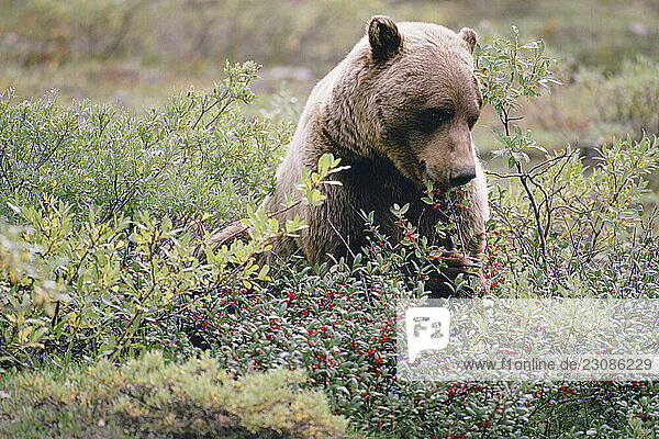 Brown (grizzly) bear (Ursus arctos) forages on berries