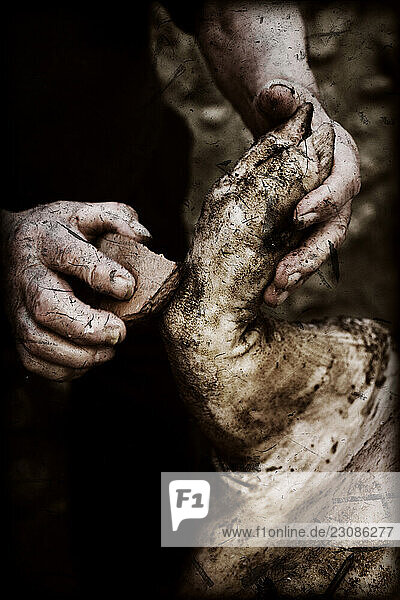 One senior adult cleaning the skin of a pig with stones. It is necessary that the pig be very clean.