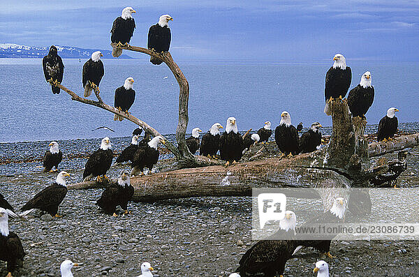 A council of eagles perches on driftwood at Alaska s Kachemak Bay.