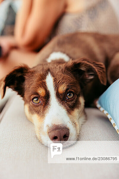 Australian Shepard relaxing on sofa near its owner
