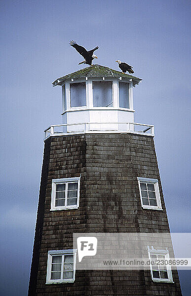 A pair of bald eagles lands atop an Alaska lighthouse.