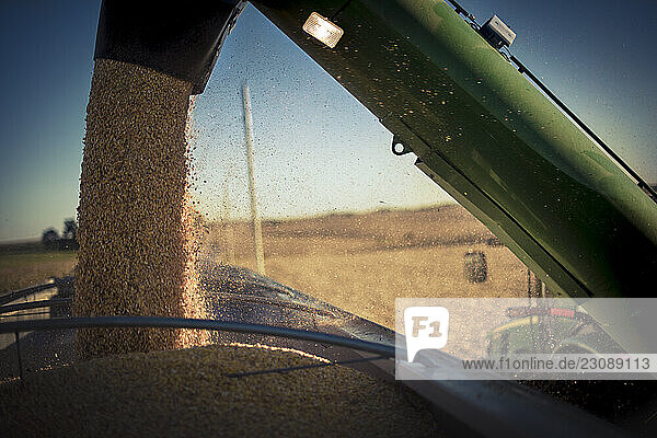 Grain hauler off loading corn into semi for transport