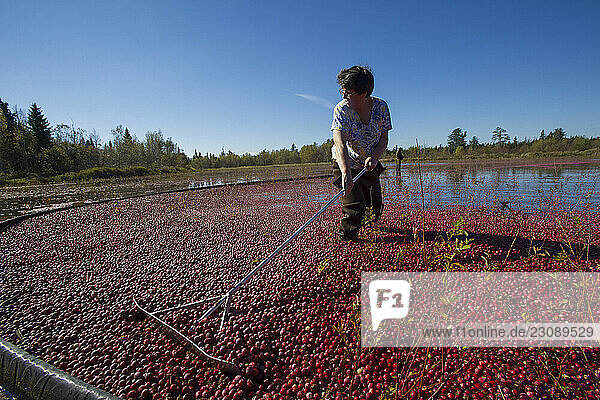 Maine wet cranberry harvesting