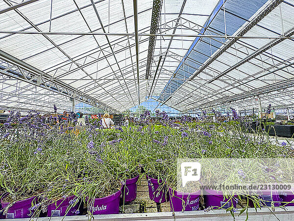 Plants for sale  under a greenhouse in a garden center