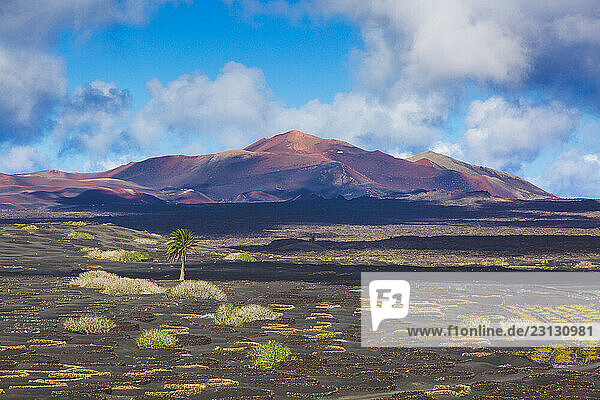Spain  Canary Islands  Lanzarote  La Geria  vine cultivation