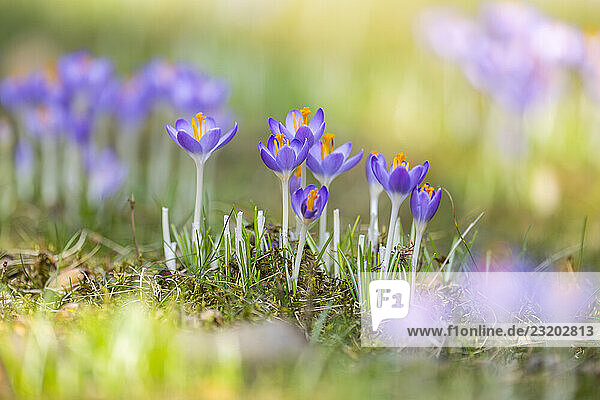 Blühende Krokusse (Crocus) im Garten im Frühling an einem sonnigen Tag  Bayern  Deutschland