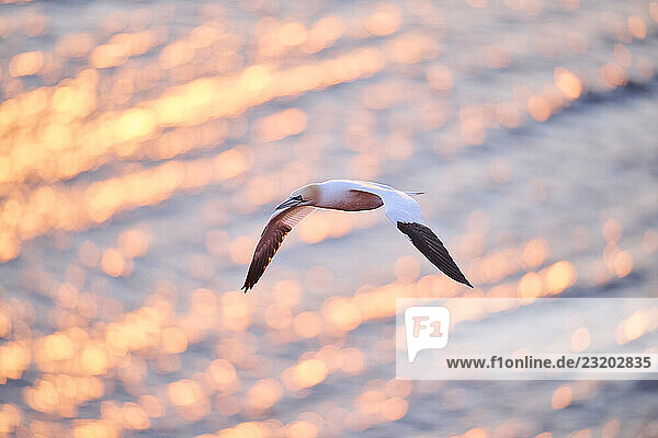 Basstölpel (Morus bassanus) im Flug über dem Meer bei Sonnenuntergang  Tierwelt  Helgoland  Deutschland  Europa
