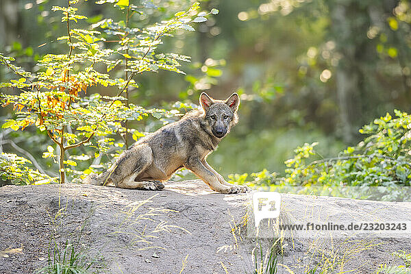 Junger Wolf (Canis lupus lupus) in einem Wald  Hessen  Deutschland  Europa
