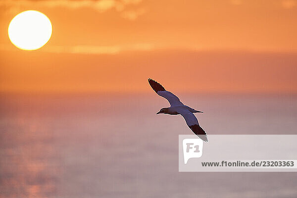 Basstölpel (Morus bassanus) im Flug über dem Meer bei Sonnenuntergang  Tierwelt  Helgoland  Deutschland  Europa
