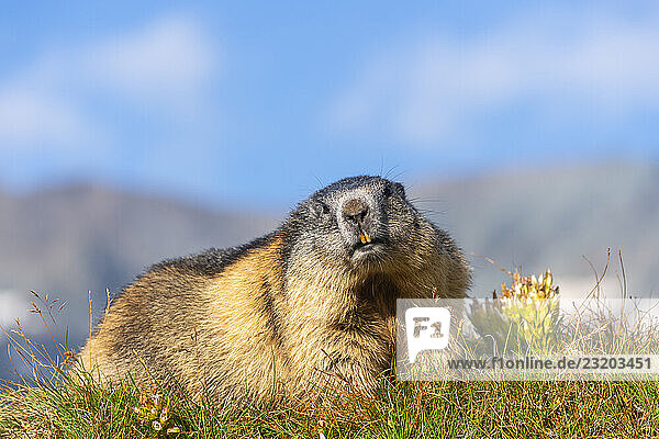 Alpenmurmeltier (Marmota marmota) im Herbst  Großglockner  Nationalpark Hohe Tauern  Österreich  Europa