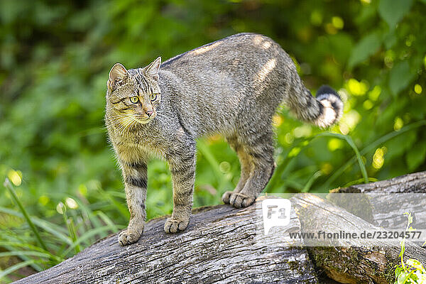Europäische Wildkatze (Felis silvestris silvestris) auf einem alten Baumstamm  Hessen  Deutschland  Europa