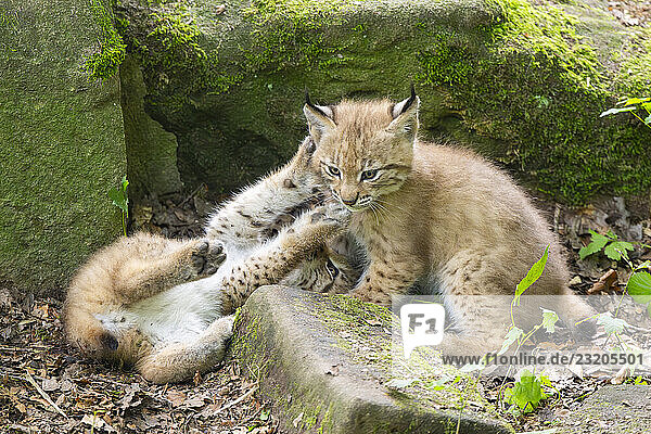 Junge Luchse (Lynx lynx) spielen in einem Wald  Bayern  Deutschland  Europa