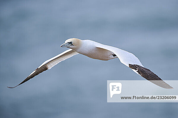 Basstölpel (Morus bassanus) im Flug über dem Meer  Tierwelt  Helgoland  Deutschland  Europa