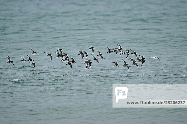 Meerstrandläufer (Calidris maritima) im Flug über dem Meer  Düne  Helgoland  Schleswig-Holstein  Deutschland