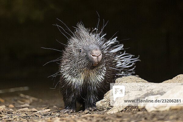 Altweltstachelschweine (Hystrix cristata)  Jungtier  Deutschland  Europa
