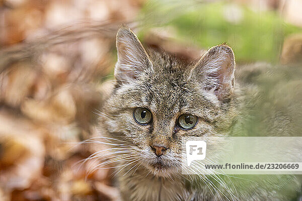 Europäische Wildkatze (Felis silvestris silvestris) in einem Wald im Herbst  Porträt  Bayern  Deutschland  Europa