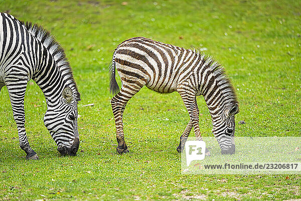 Steppenzebra (Equus quagga)  Mutter und Fohlen auf einer Wiese  Deutschland