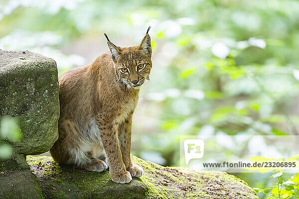 Luchs (Lynx lynx) sitzend in einem Wald  Bayern  Deutschland  Europa