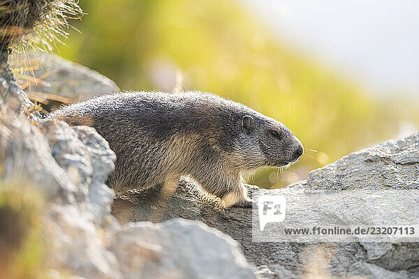 Alpenmurmeltier (Marmota marmota) im Herbst  Großglockner  Nationalpark Hohe Tauern  Österreich  Europa